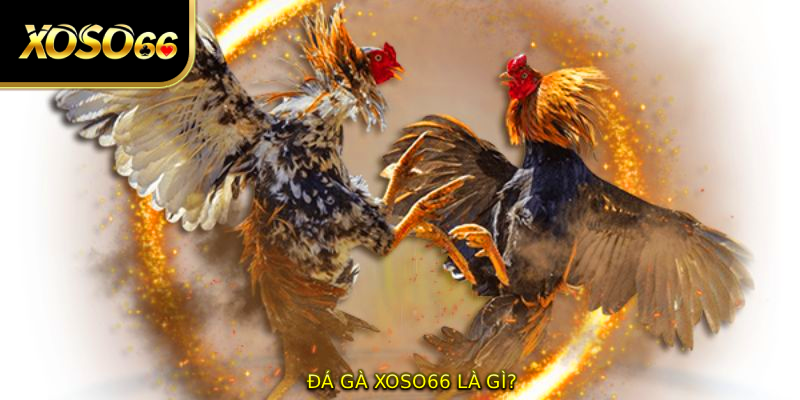 Đá gà XOSO66 là gì? 